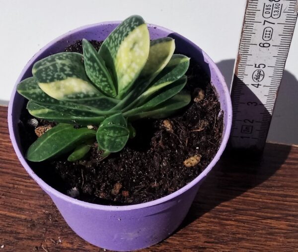 Gasteria verrucosa variegata