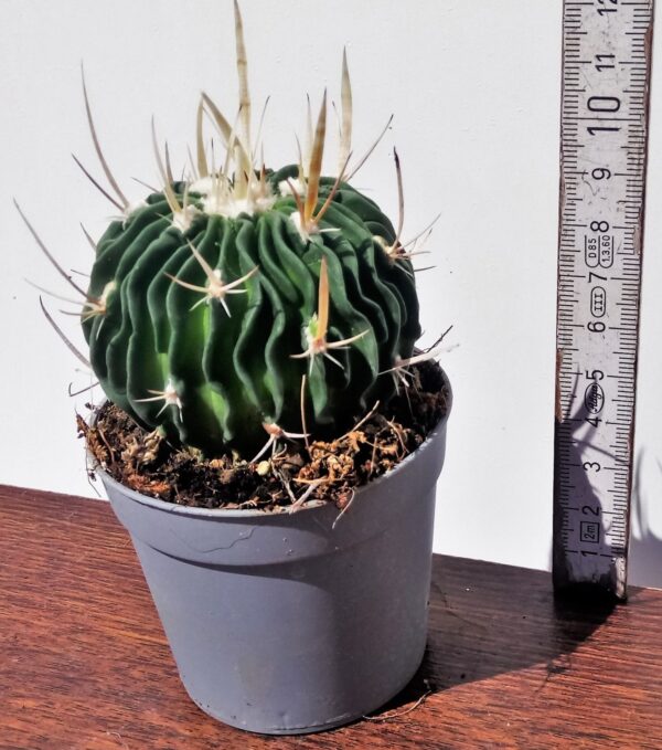 Echinofossulocactus multicostatus