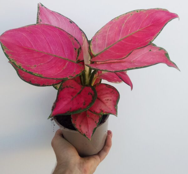 Aglaonema Pink Star