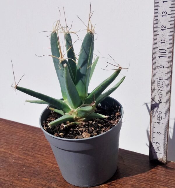 Leuchtenbergia principis