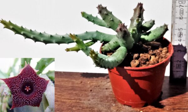 Huernia pendurata