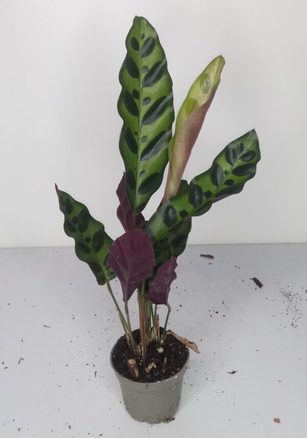 Calathea lancifolia