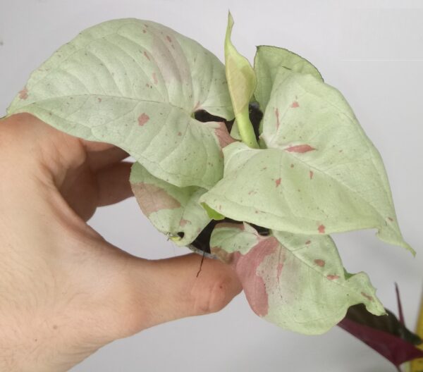 Syngonium ‘Milk Confetti’