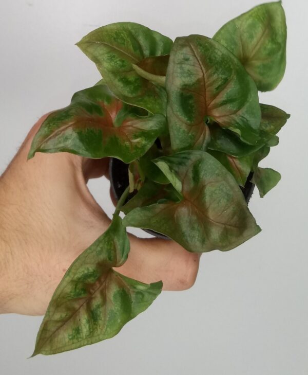 Syngonium podophyllum ‘Christmas’