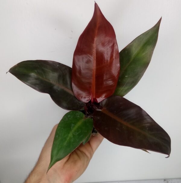 Philodendron ‘Red Sun’