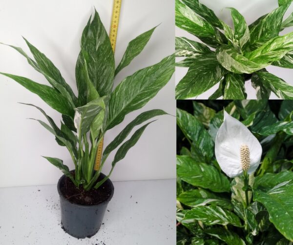 Spathiphyllum ‘Diamond’