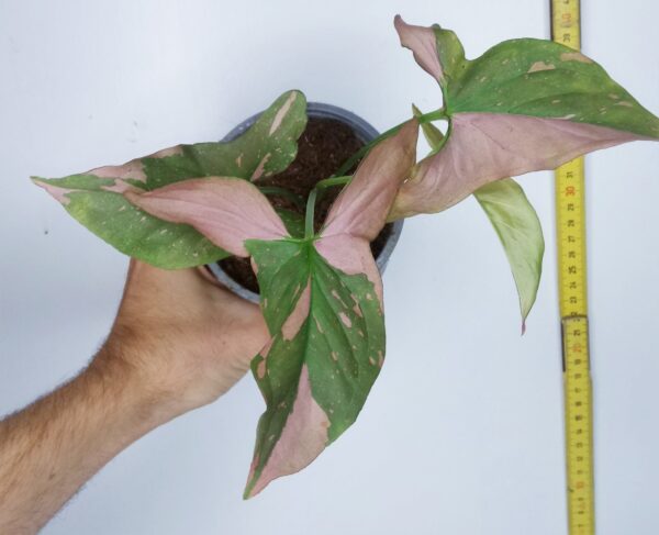 Syngonium podophyllum ‘Red Spot’