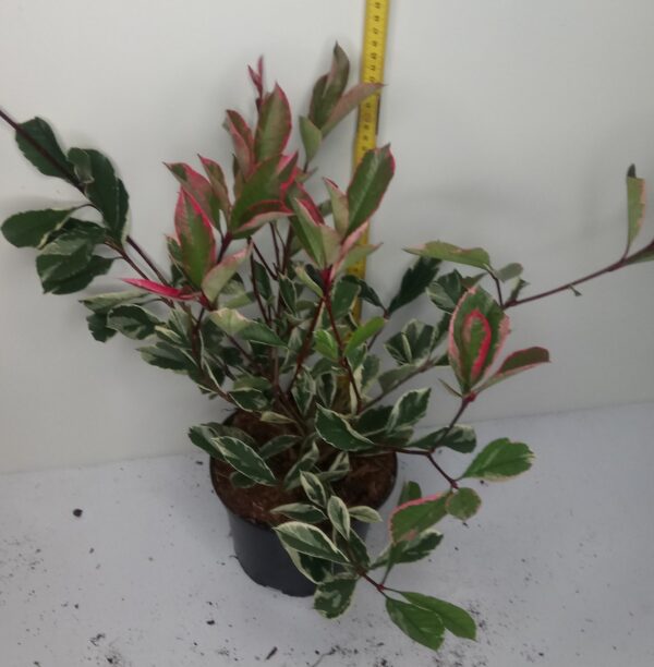 Photinia x fraseri ‘Pink marble’