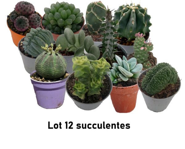 Mix de 12 succulentes parmi ceux à 3,99 euros