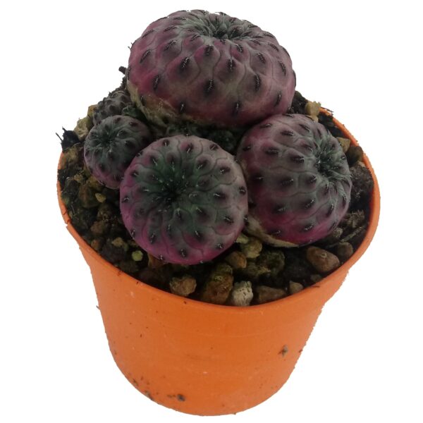 Sulcorebutia rauschi