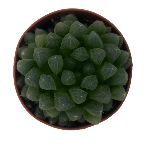 Haworthia cooperi Pilifera