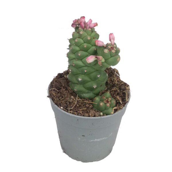 Monoadenium ritchiei