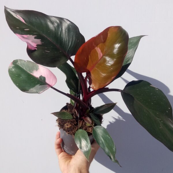 Philodendron Pink Princess