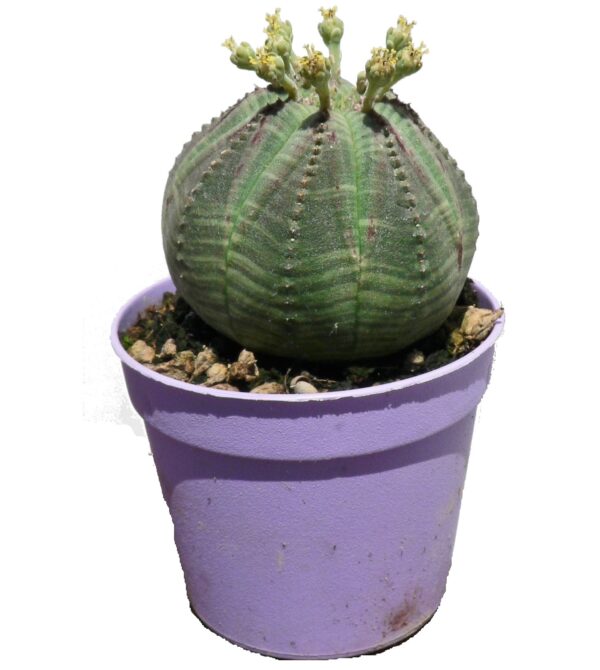 Euphorbia obesa