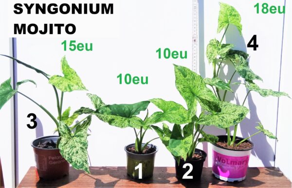 Syngonium mojito