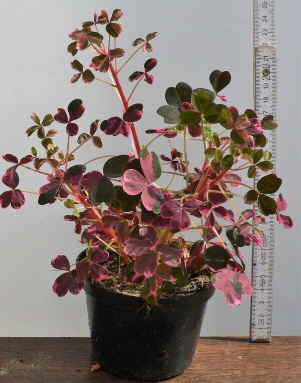 Oxalis vulcanicola variegata